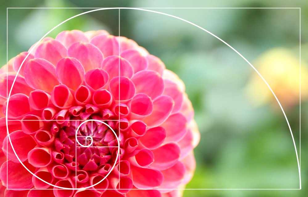 Beautiful chrysanthemum flower, close-up. Golden Ratio concept